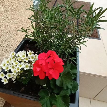 Apartman Sandra -Private Parking And Garden Zadar Eksteriør bilde
